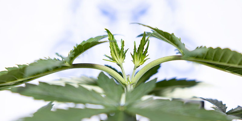 Kan man toppe Autoflower? Kan man toppe Autoflower?