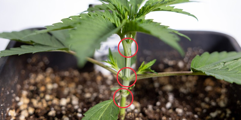 Sørg for, at planten er sund og har 3–4 knuder Sørg for, at planten er sund og har 3–4 knuder