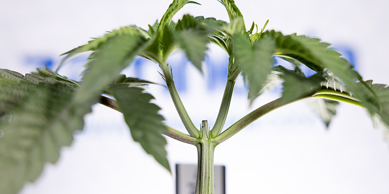 Et snit over resten? Er topping af Autoflower dit næste træk? Et snit over resten? Er topping af Autoflower dit næste træk?
