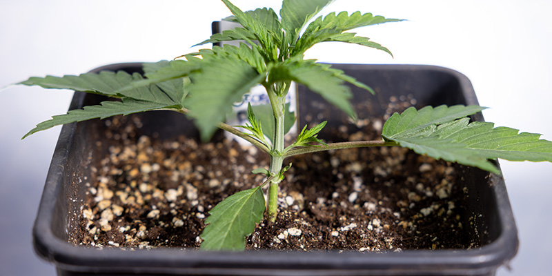 Hvornår man topper Autoflower Hvornår man topper Autoflower