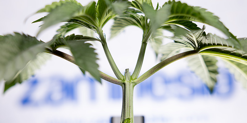 Hvorfor topping af autoflower er kontroversielt Hvorfor topping af autoflower er kontroversielt