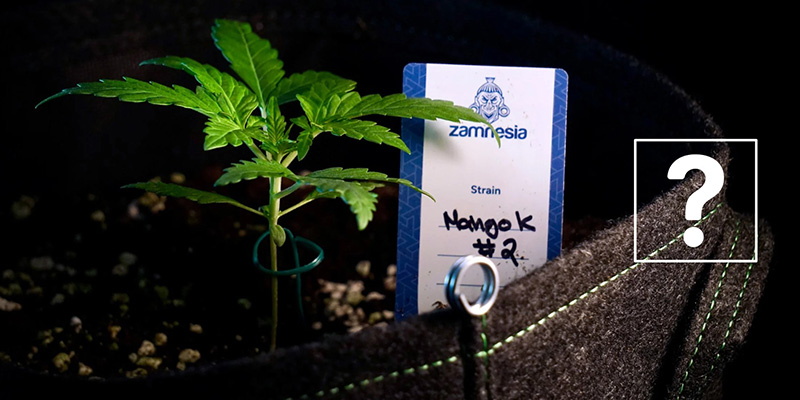 Kan man ompotte Autoflower?