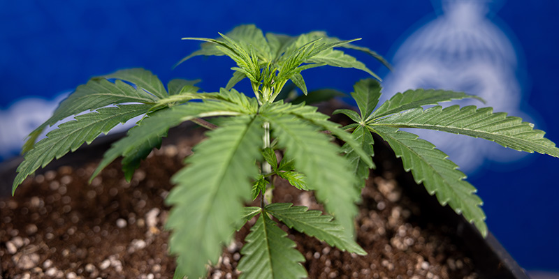 Fordele og ulemper ved ompotning af autoflower