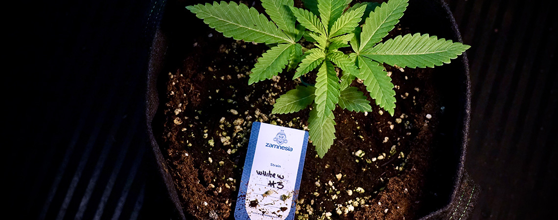 Omplantning af Autoflower: Blide trin til sunde r&oslash;dder