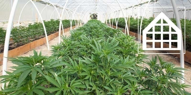 Hvorfor du bør dyrk cannabis i et drivhus eller en udestue Hvorfor du bør dyrk cannabis i et drivhus eller en udestue