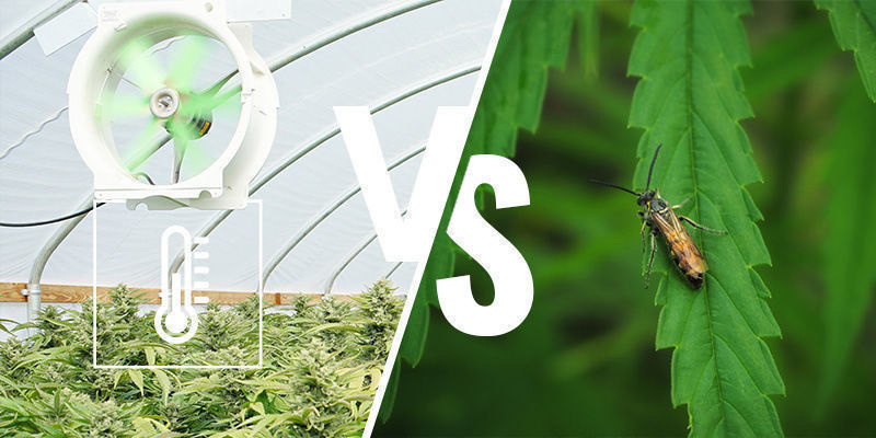 Fordele og ulemper ved at dyrk cannabis i et drivhus eller en udestue Fordele og ulemper ved at dyrk cannabis i et drivhus eller en udestue