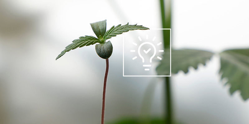 Tips til at dyrk cannabis i et drivhus eller en udestue Tips til at dyrk cannabis i et drivhus eller en udestue