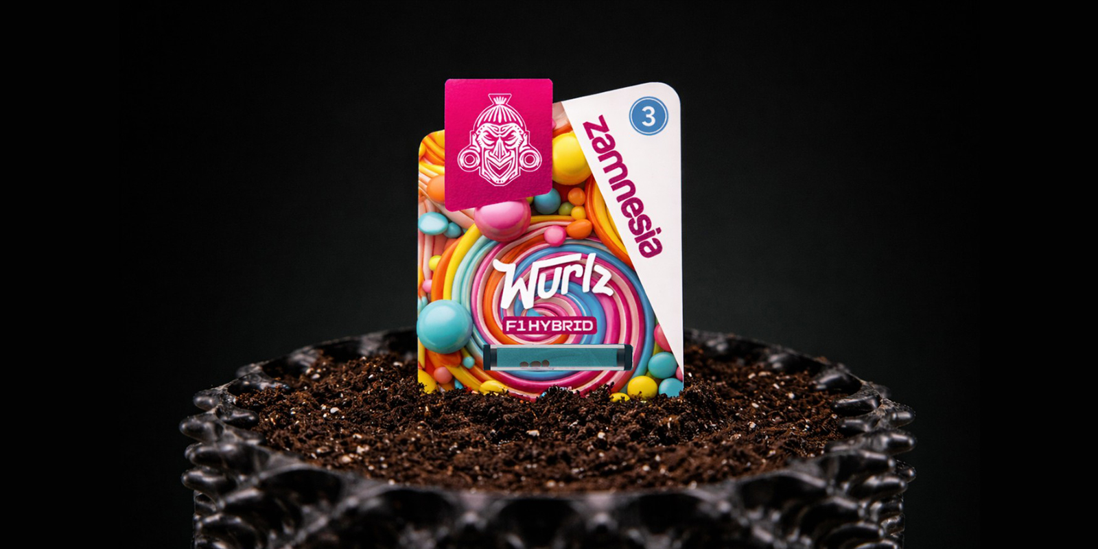 Spiring af autoflower frø Spiring af autoflower frø