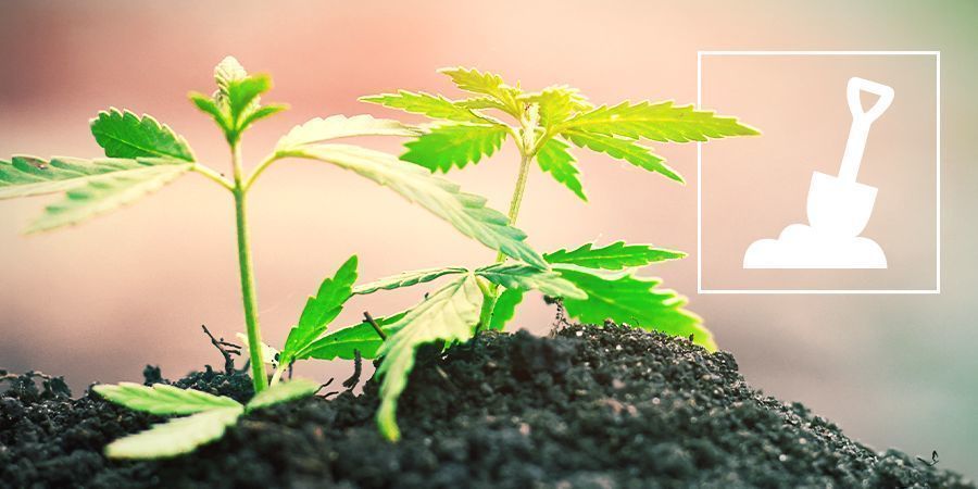 Dyrkning af cannabis i jord Growing Cannabis In Soil