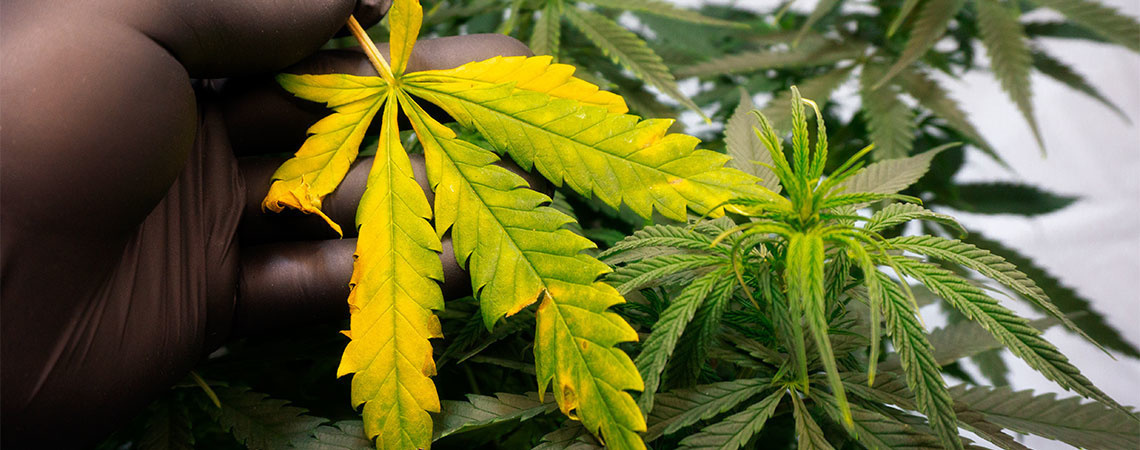 Sådan behandler og forebygger du gule cannabisblade Sådan behandler og forebygger du gule cannabisblade