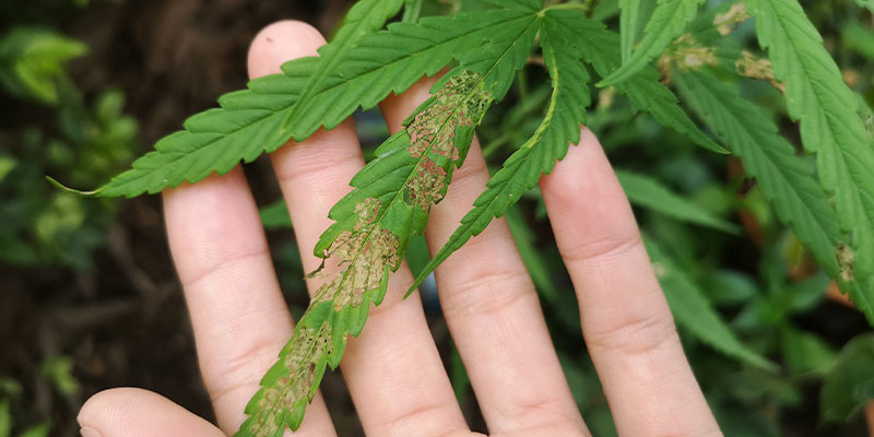 Cannabissygdomme Cannabissygdomme