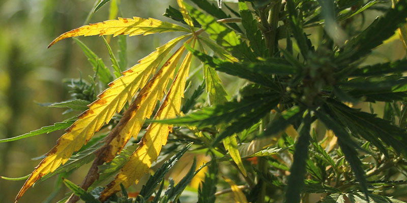 Diagnosticering af gule cannabisblade Diagnosticering af gule cannabisblade