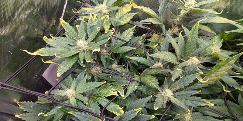 Lysstress Lysstress