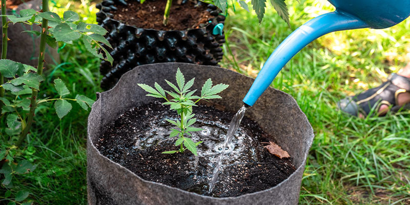 Over/underwatering Over/underwatering