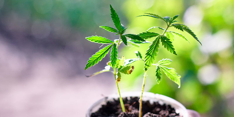 Vegetativ fase Vegetative stage