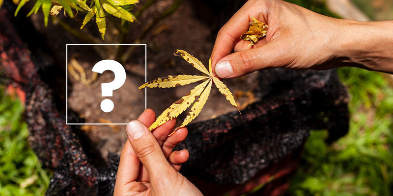 Hvad får cannabisblade til at blive gule? Hvad får cannabisblade til at blive gule?