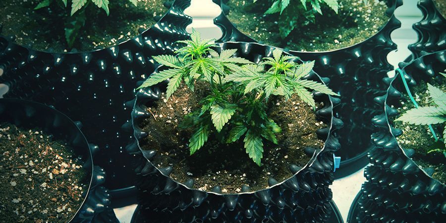 Air Pots Air Pots Cannabis