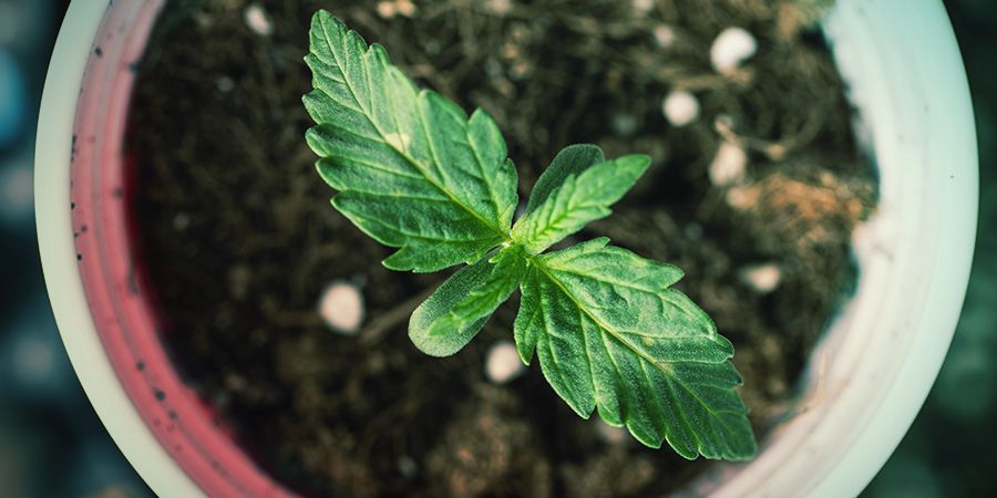 Sådan finder du den rigtige pottestørrelse Sådan finder du den rigtige pottestørrelse til cannabisplanten