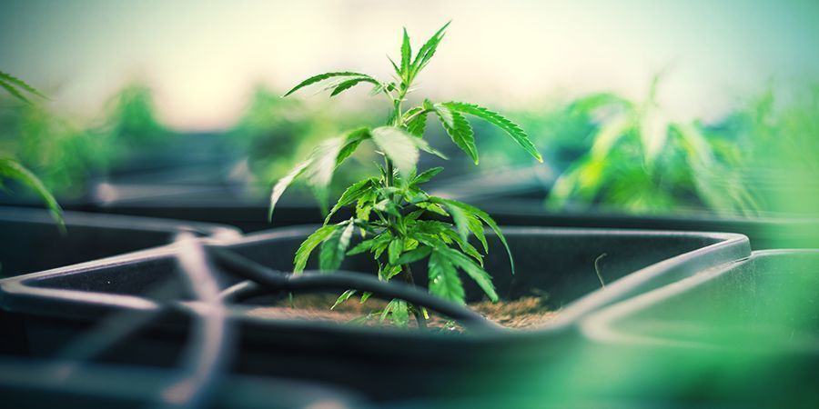 Plastikpotter Plastikpotter til cannabis