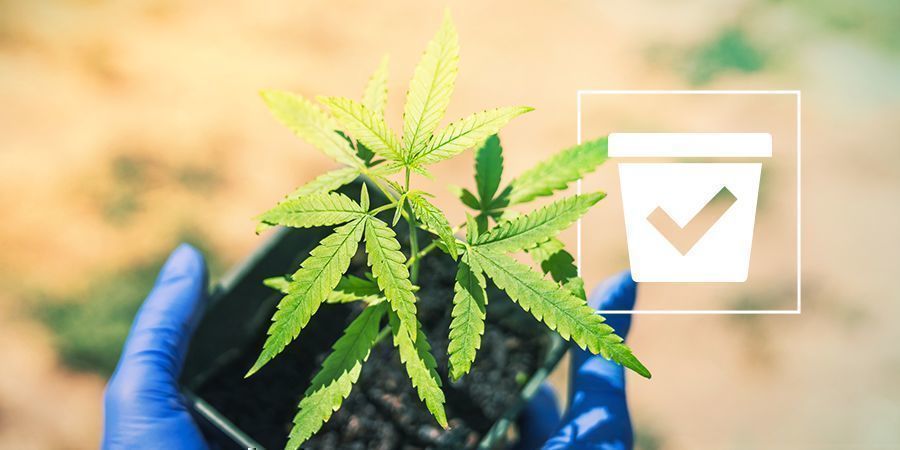 Korrekt beholder til cannabisplanter Korrekt beholder til cannabisplanter