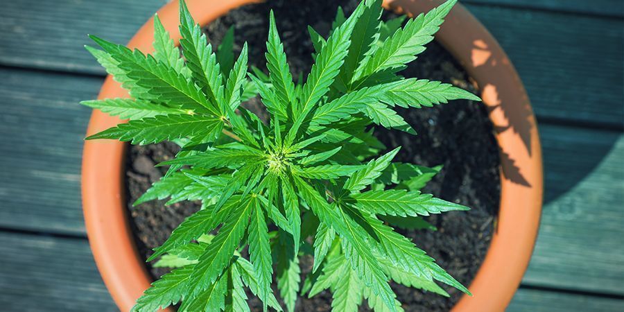 Terracotta (Clay) Pots Terracotta (Clay) Pots Cannabis