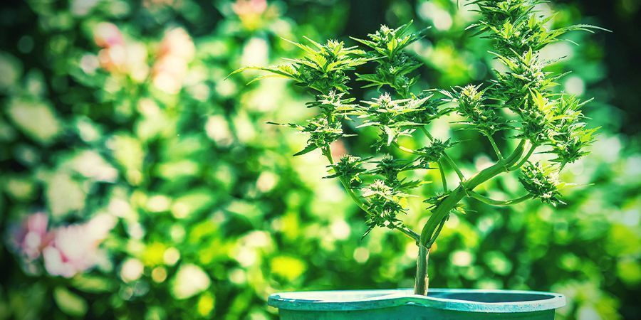 Tips til at dyrk cannabis i potter Tips til at dyrk cannabis i potter