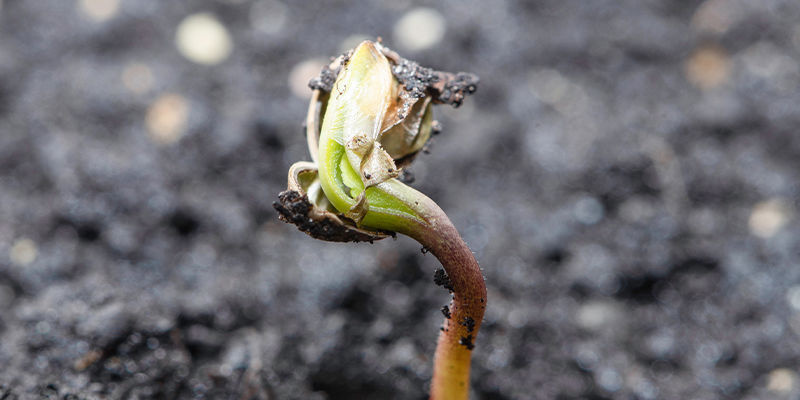 Der går som regel 1–8 dage (op til 20), før du ser en kimplante komme op Der går som regel 1–8 dage (op til 20), før du ser en kimplante komme op
