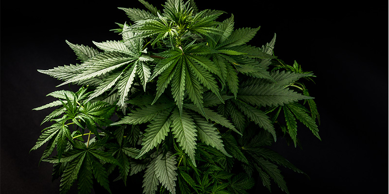 Sådan genkender du indica Sådan genkender du indica