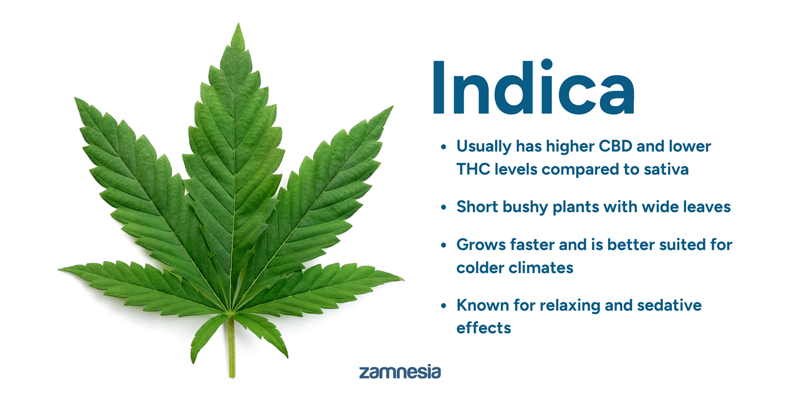 Forst&aring; cannabis Indica: det grundl&aelig;ggende
