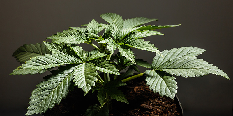 Er Cannabis indica det rigtige for dig? Is Cannabis indica right for you?