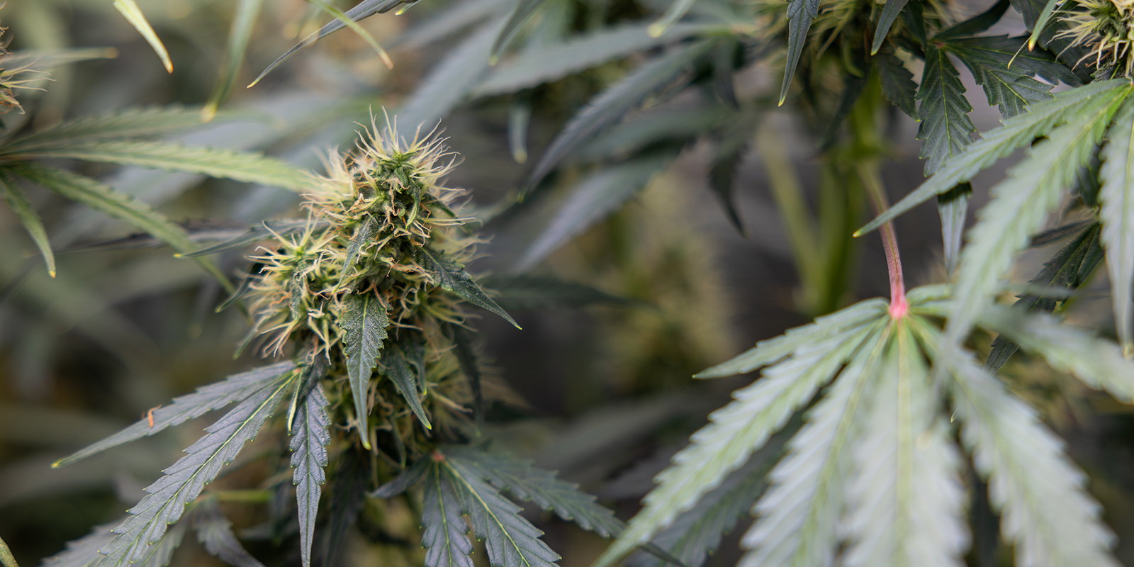 Cannabis sativa: En moderne forståelse Cannabis sativa: En moderne forståelse