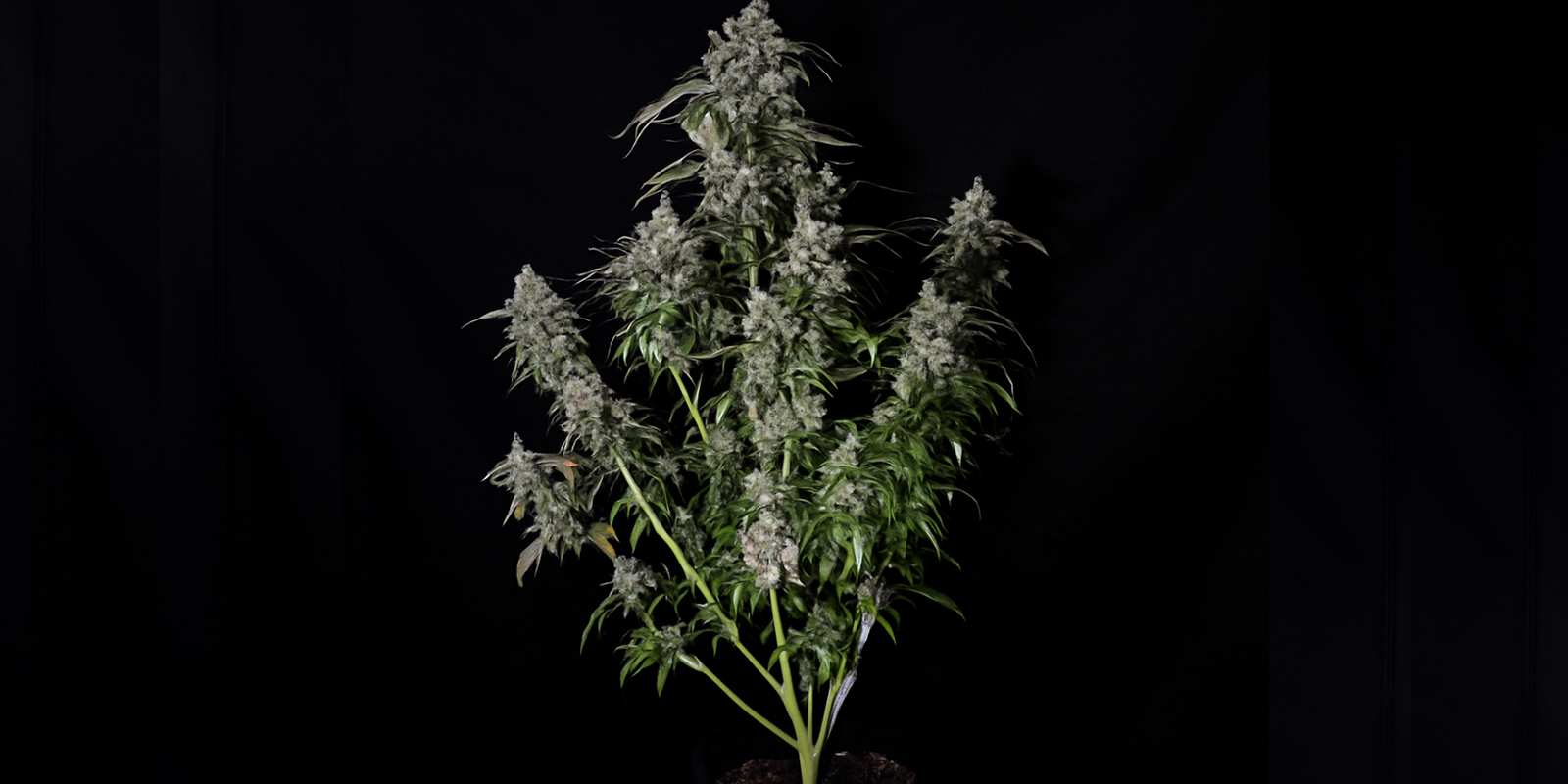Sådan genkender du en sativa-plante Sådan genkender du en sativa-plante