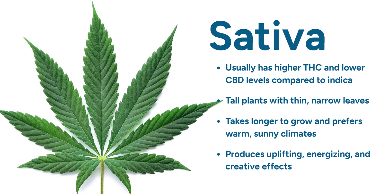 Forst&aring; Cannabis sativa
