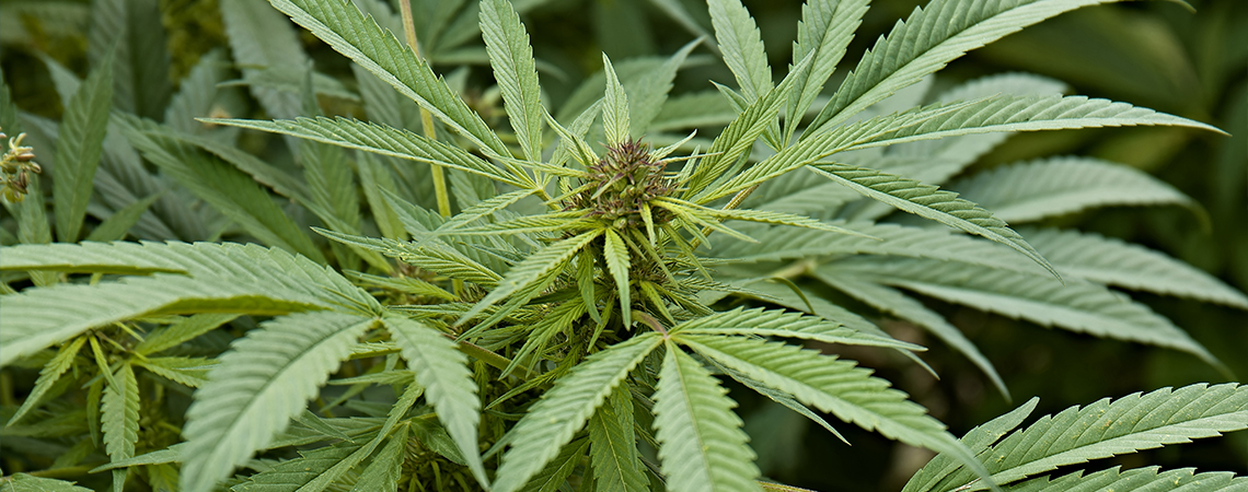 Hvad er Cannabis sativa? Hvad er Cannabis sativa?