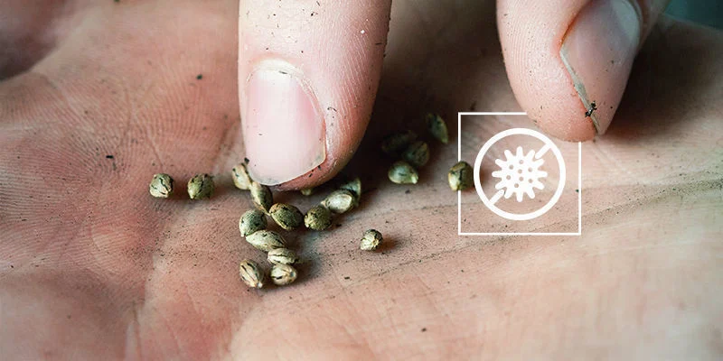Svampe- eller bakterieinfektion Cannabisfrø spirede, men stoppede med at vokse: Svampe- eller bakterieinfektion