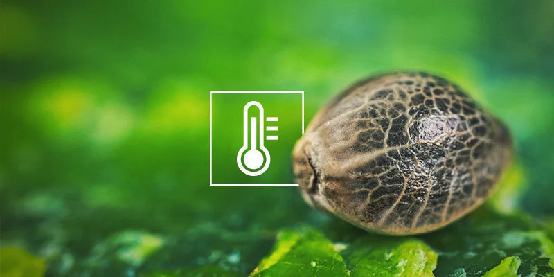 Lave temperaturer Cannabisfrø spirer ikke: Lave temperaturer