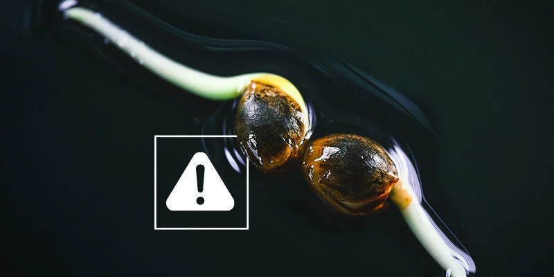 Overwatering Cannabis seeds germinated but stopped growing: Overwatering