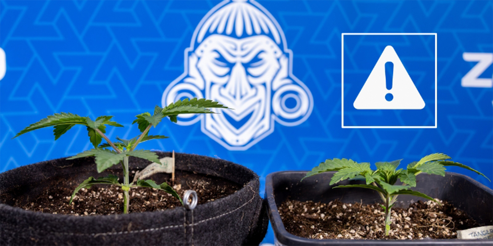 Almindelige fejl ved topping af cannabis Almindelige fejl ved topping af cannabis