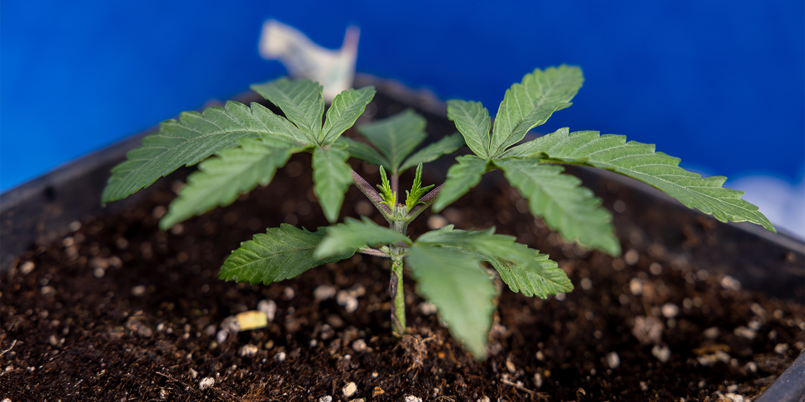 Er det umagen værd at toppe cannabis? Is topping cannabis worth it?