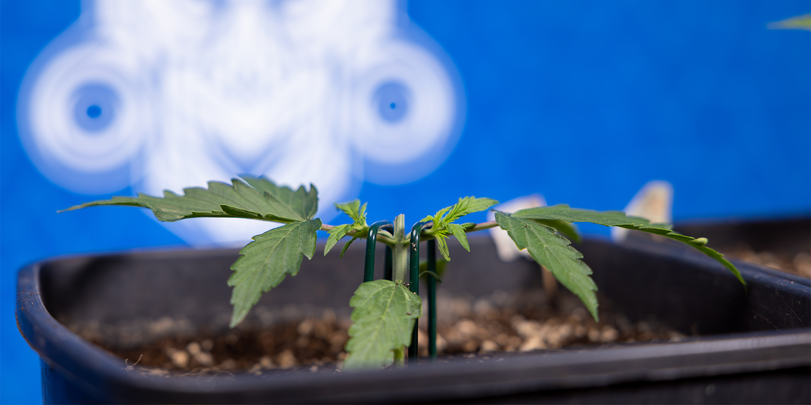 Hvad er topping af cannabis? What is topping cannabis?