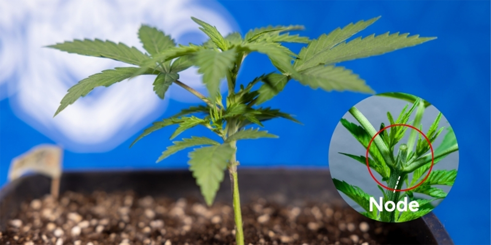 Hvornår skal man toppe cannabis? Hvornår skal man toppe cannabis?
