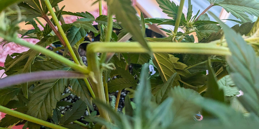 Fordele ved super cropping af cannabis Fordele ved super cropping af cannabis