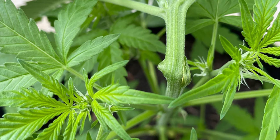 Almindelige fejl ved super cropping – og sådan undgår du dem Almindelige fejl ved super cropping – og sådan undgår du dem