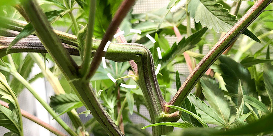 Sådan supercropper du cannabis Sådan supercropper du cannabis