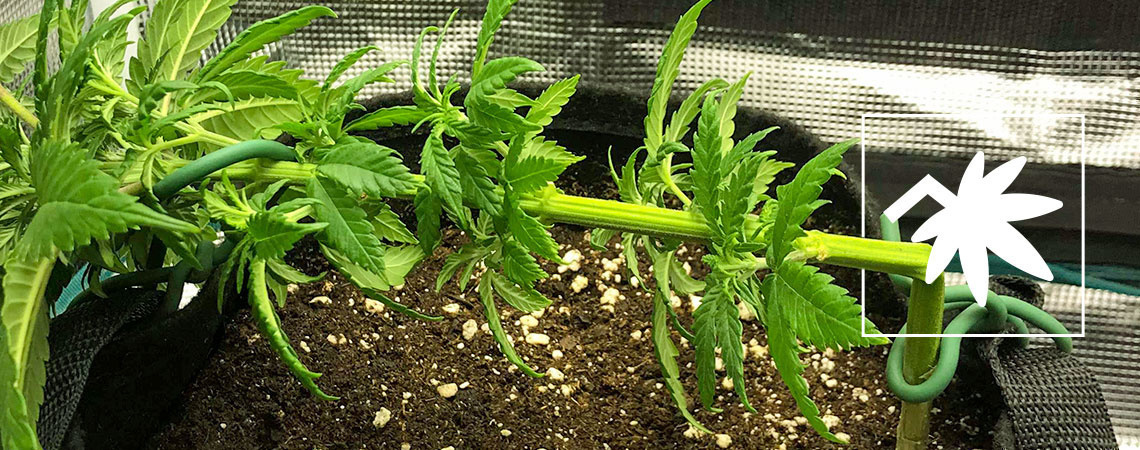 Supercropping af cannabis: Alt, du skal vide Supercropping af cannabis: Alt, du skal vide