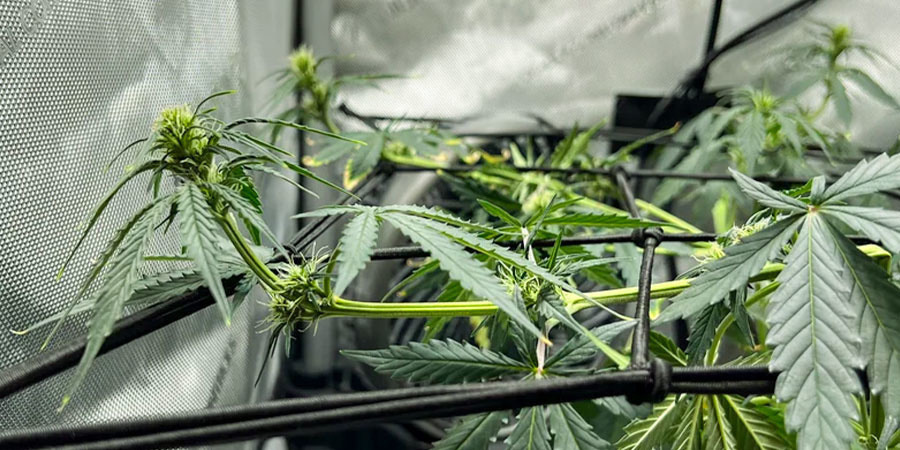 Hvornår skal man supercropping af cannabis Hvornår skal man supercropping af cannabis