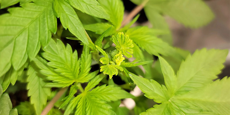 Er fimming den bedste besk&aelig;ringsmetode til cannabis?