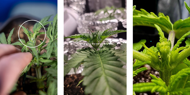 Trin for trin: S&aring;dan FIM&rsquo;er du cannabis