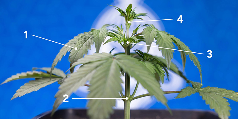 Hvorn&aring;r er din plante klar til fimming?