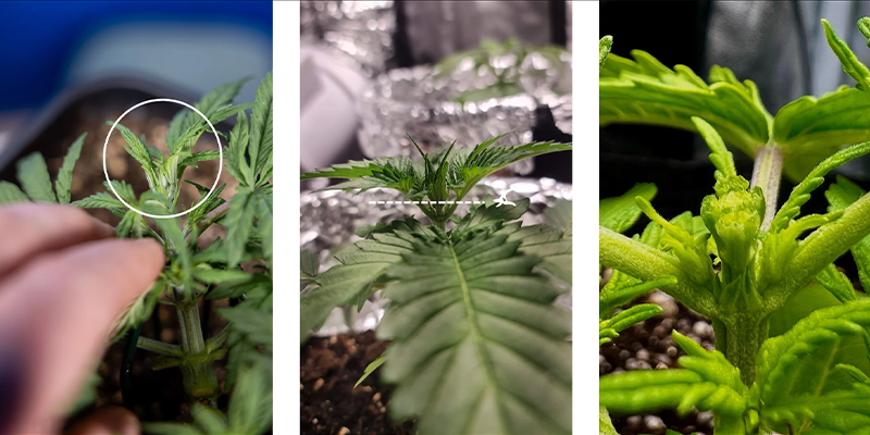 Trin for trin: s&aring;dan fimmer du cannabis